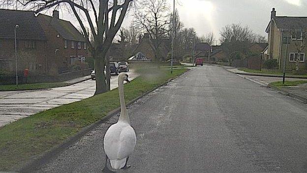 Swan in Little Billing