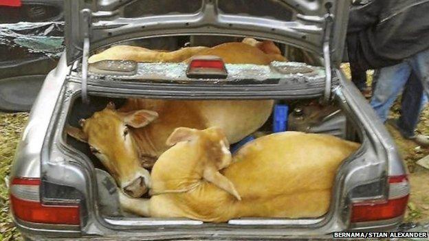 Cows found in car