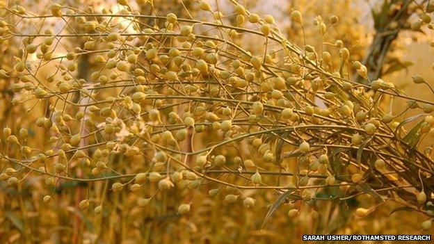 Maturing Camelina seed capsules