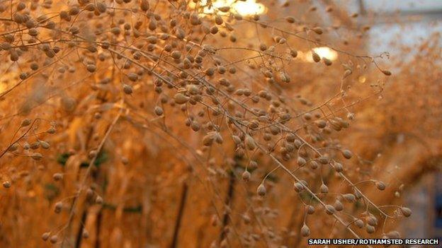 Close-up of mature Camelina seed capsules