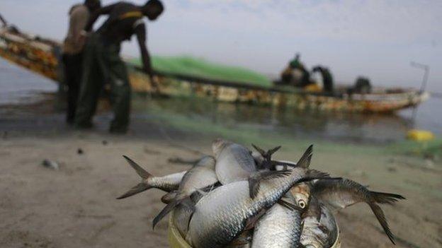 Fishermen reload their nets after emptying their day's catch in Saint-Louis, Senegal - 17 May 2013