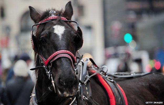 A horse on the streets of New York