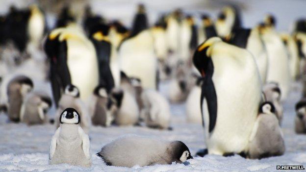 Emperor penguins