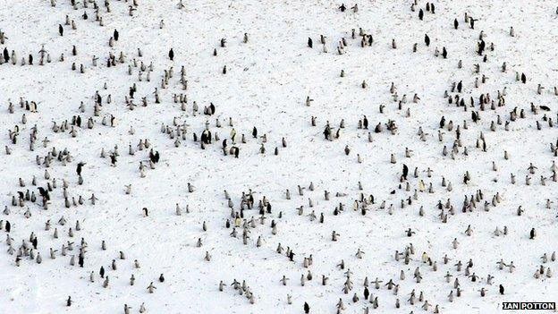 Emperor penguins