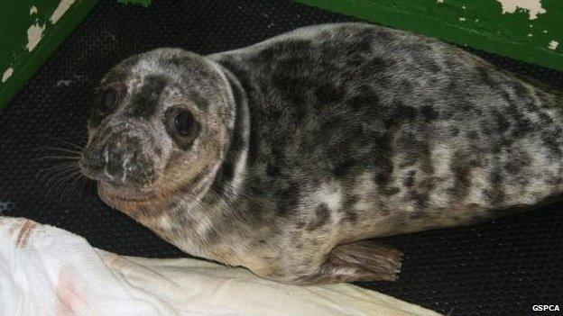 Grey Seal pup