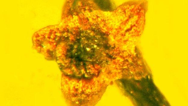 100-million-year-old flower