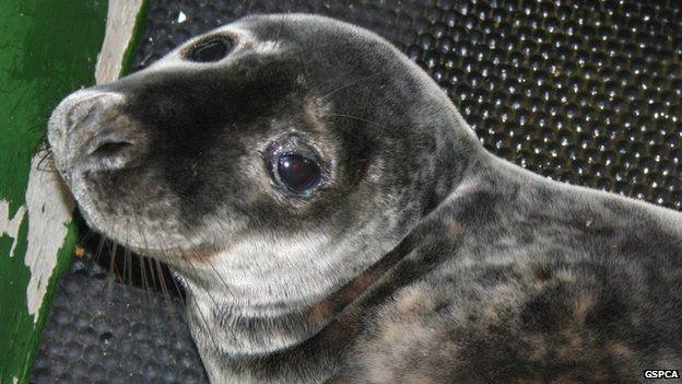 Eden the seal pup