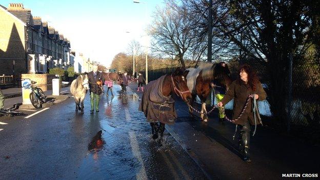 Horses on Abingdon Road