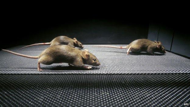 Mice receiving gene therapy for Duchenne muscular dystrophy