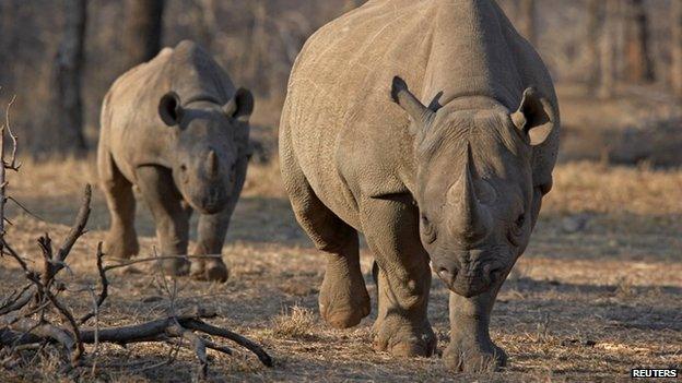 An endangered east African black rhinoceros and her young one walk in Tanzania's Serengeti park (file photo)