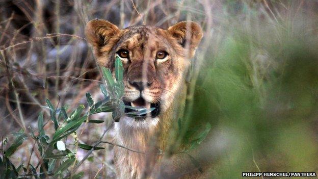 A lion cub in Nigeria