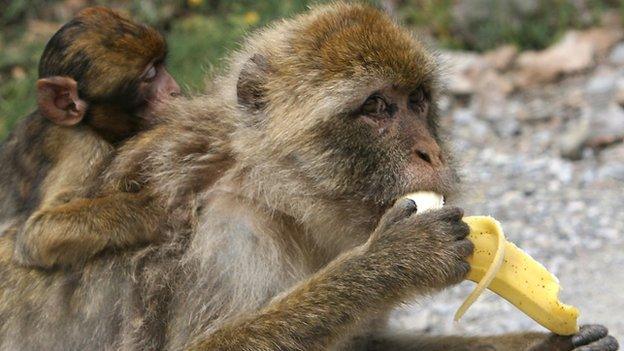 monkey eating a banana