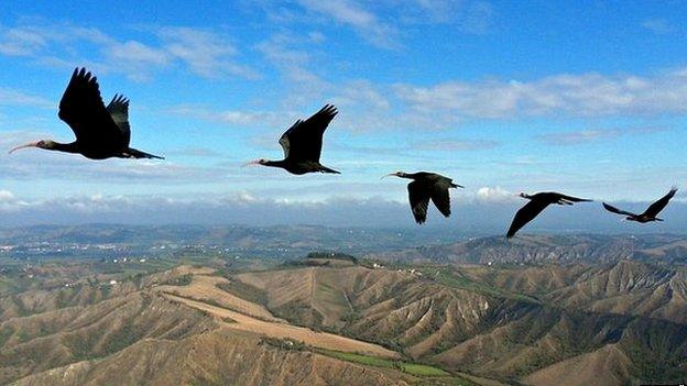 Northern bald ibises flying in formation (c) Markus Unsöld