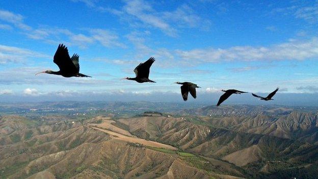 Birds flying in formation