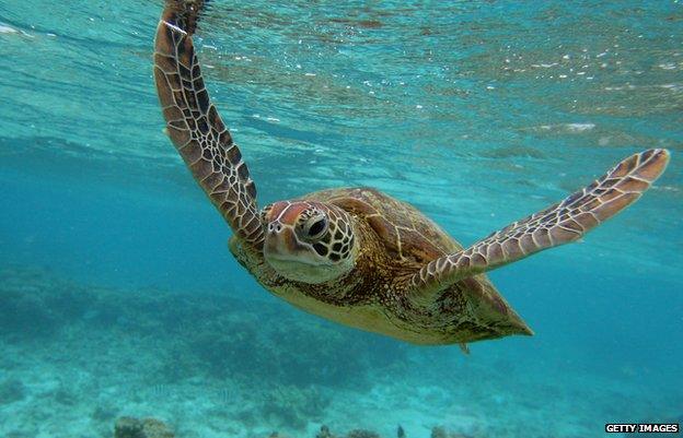 Great Barrier Reef