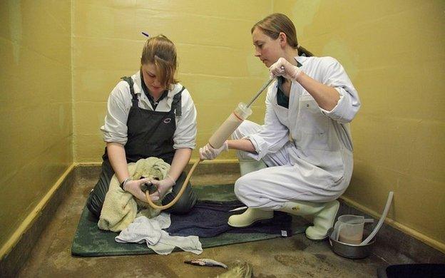 Seal pup rehabilitation