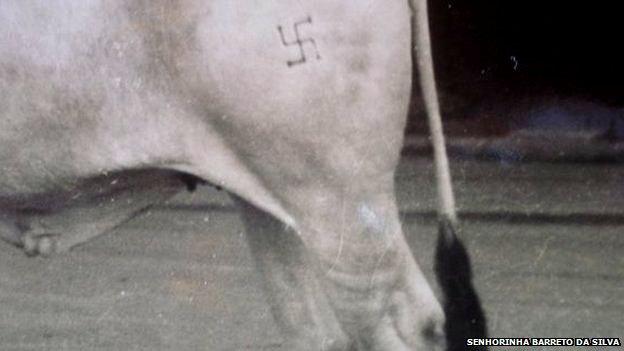 Livestock branded with a swastika