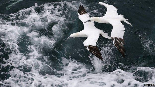 Gannet