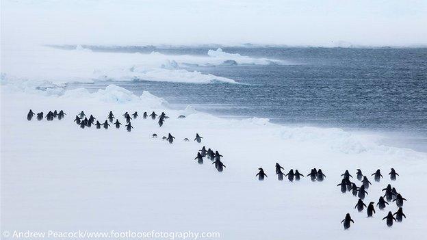 Penguins