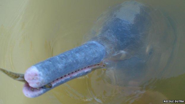 River dolphin