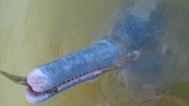 River dolphin