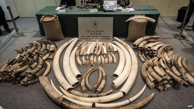 File photo: seized ivory tusks displayed by Hong Kong Customs officials in Hong Kong, 3 October 2013