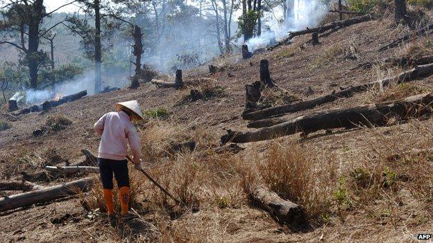 Forest felled for crops to be planted