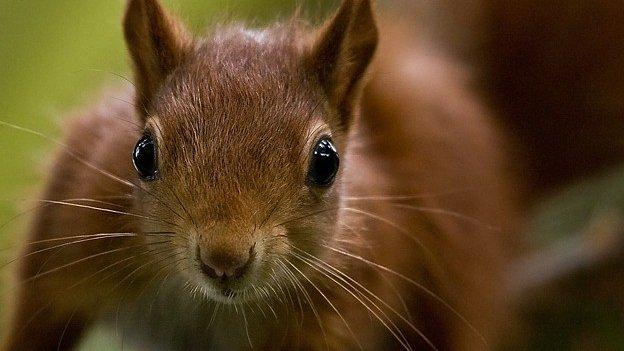 Red squirrel kitten at Pensthorpe