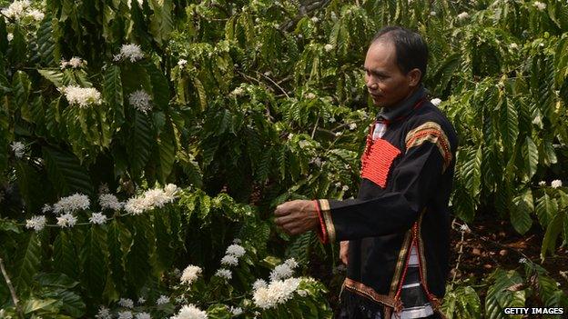 A coffee farmer walking at his coffee farm in the suburbs of Buon Ma Thuot city in the central highland's province of Dak Lak, Vietnam, March 2013