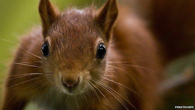 Red squirrel kitten at Pensthorpe