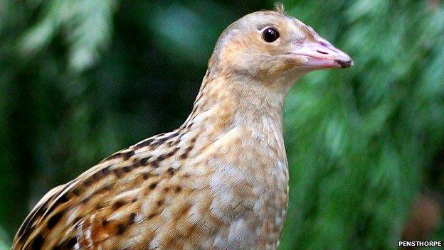 Corncrake