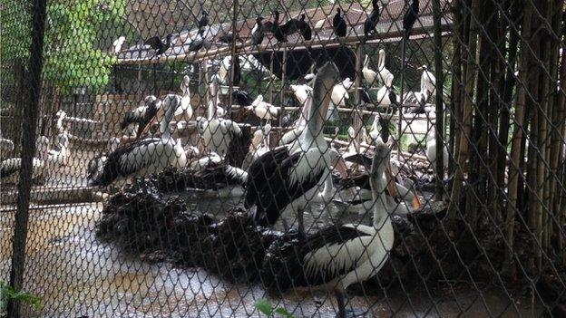 Pelicans and herons at Surabaya zoo