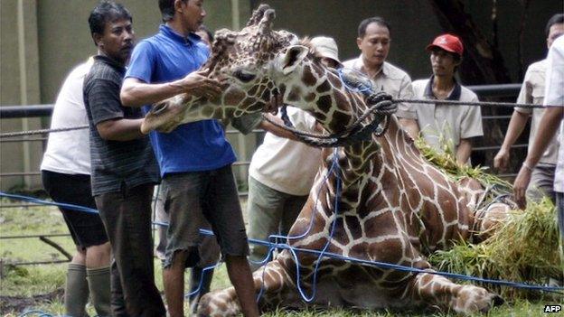 File photo: Indonesian zoo personnel attend to a 30-year-old ailing giraffe named Kliwon at the Surabaya zoo in Surabaya, 1 March 2012