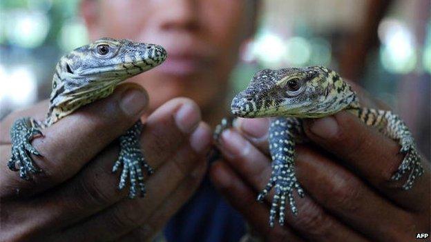 File photo: A zoo keeper holds two 13-day-old Komodo dragons in Surabaya on 25 March 2010