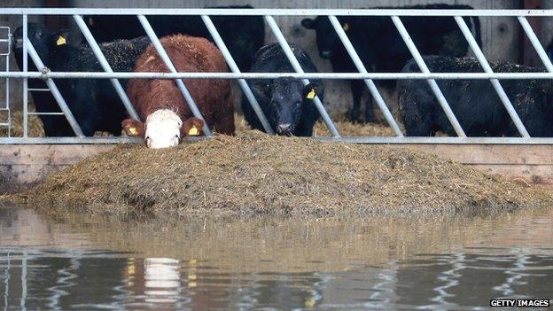 Cows eating in a shed surrounded by floodwater in Somerset