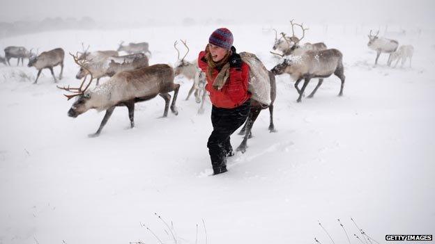 Reindeer in Cairngorms