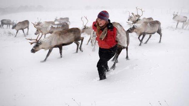 Reindeer in Cairngorms