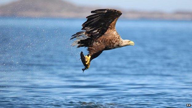 Sea eagle