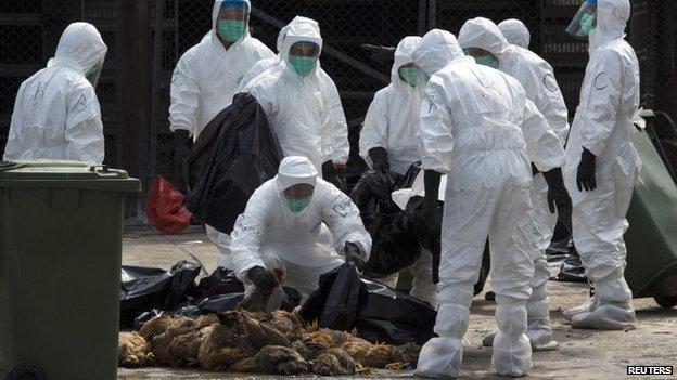 Health workers pack dead chickens in trash bags at a wholesale poultry market in Hong Kong, 28 January 2014