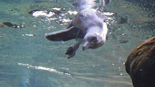 A penguin swimming at the International Antarctic Centre in Christchurch, New Zealand, 7 January 2013