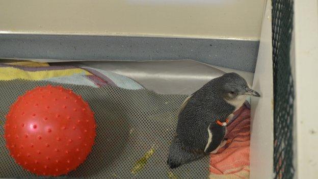 A penguin called Baby in a pen at the International Antarctic Centre