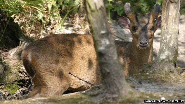 muntjac deer