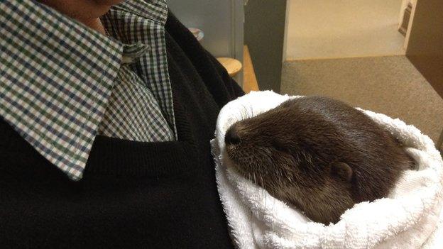 Otter cub wrapped in towel after river rescue