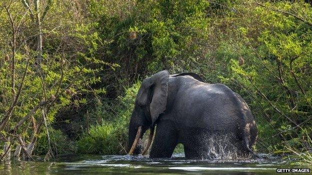 A bull elephant bathes and drinks water on the northern shores of Lake Edward inside Virunga National Park, DR Congo - August 2013