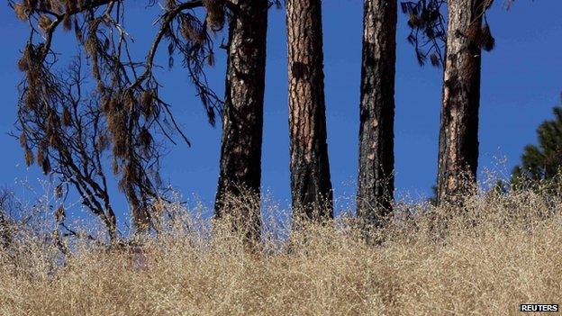 Dying grass and trees near Shasta Lake (23 January 2014)