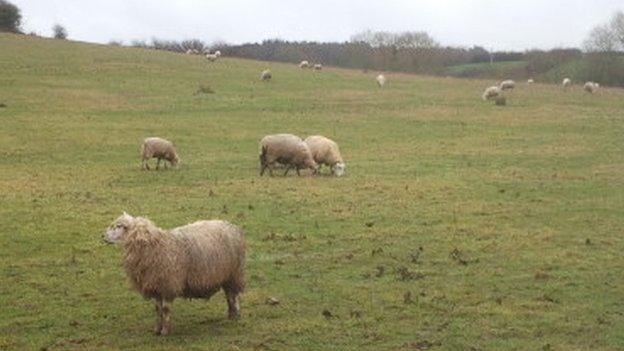 Willowbrook sheep