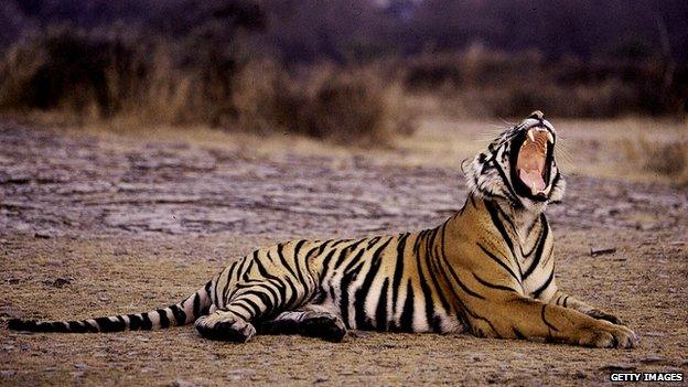 A tiger yawns at the Ranthambore National Park, in India's north-western Rajasthan state, in a picture taken in January 2004