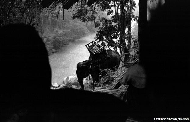 Elephants, employed in illegal logging operations along the river on the Thai-Burmese border, return to camp in the rain.