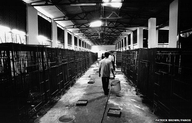 Cages line the walls of a warehouse at a bear farm in the city