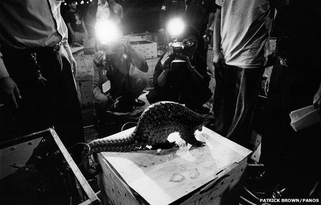 Journalists photograph a shipment of pangolins